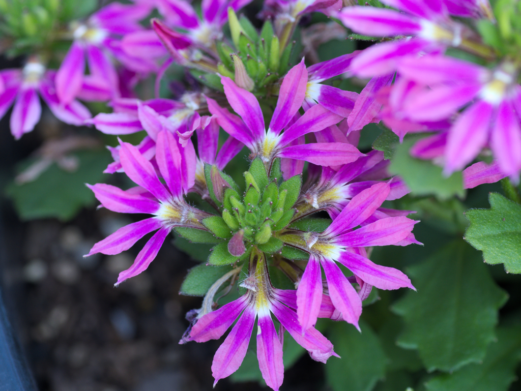 flower1030219