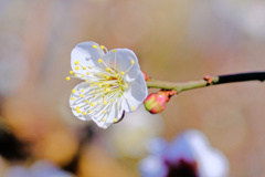 flower7599