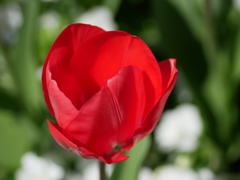 flower1010123