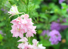 flower1020649