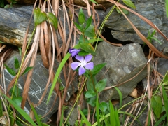 flower1000885