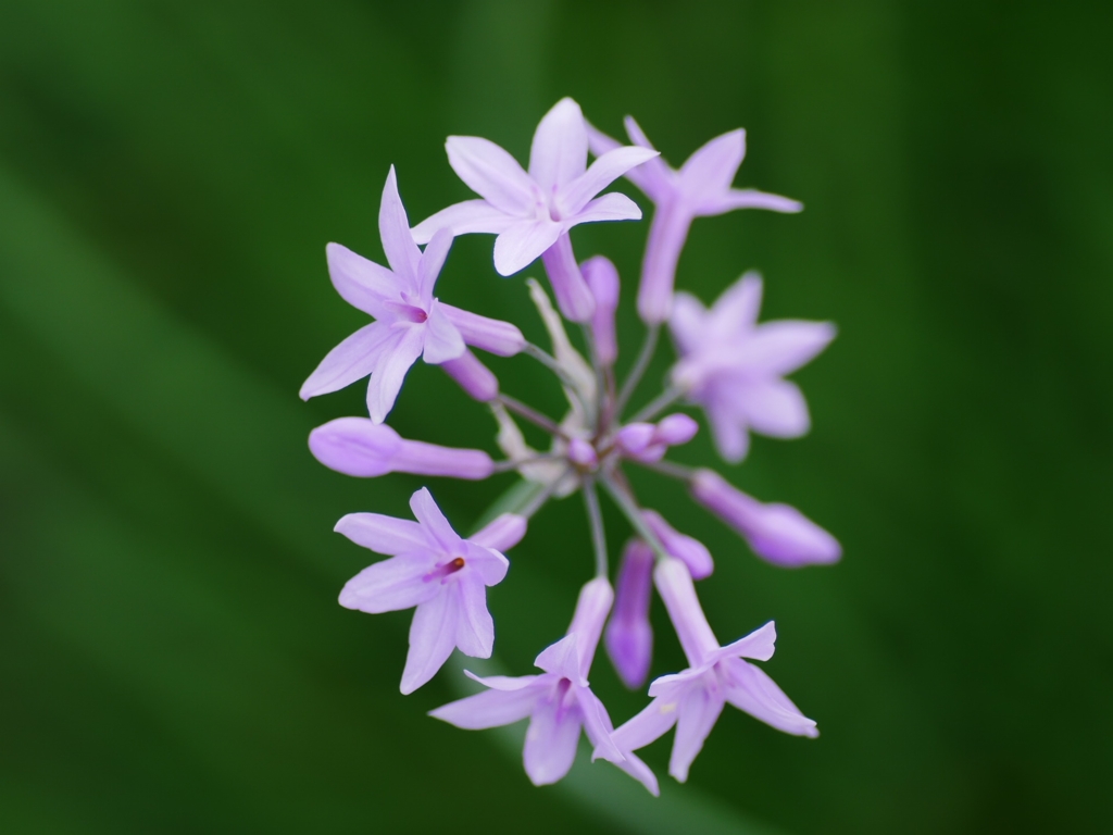 flower1020308