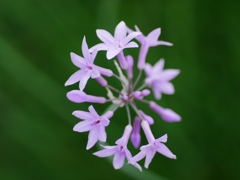flower1020308