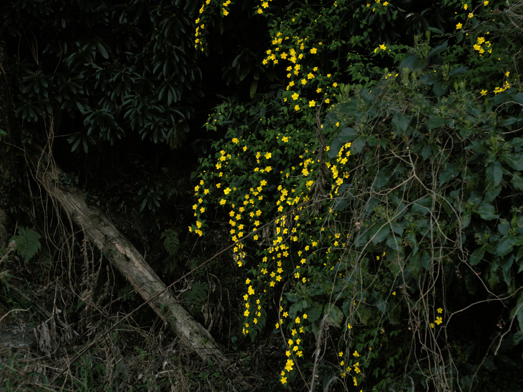 flower1000963