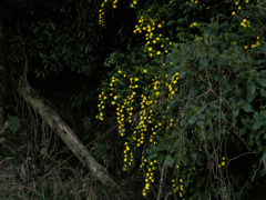 flower1000963