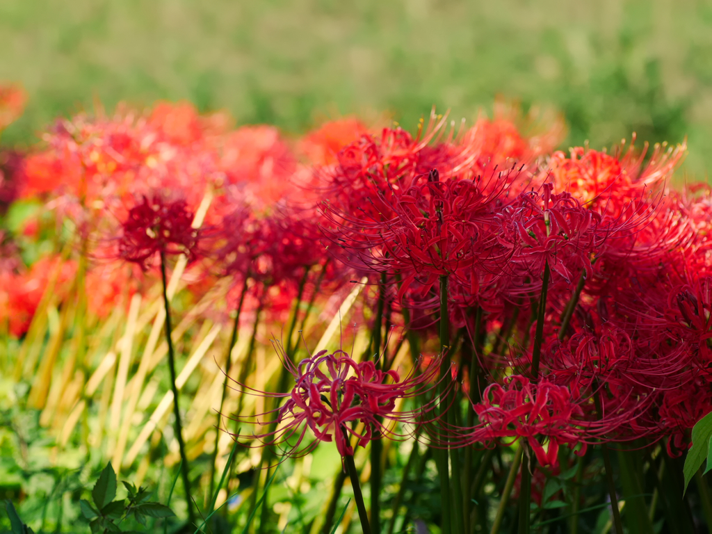 flower1040366