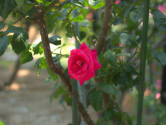 flower1020152
