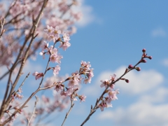flower1000735