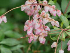 flower1000297