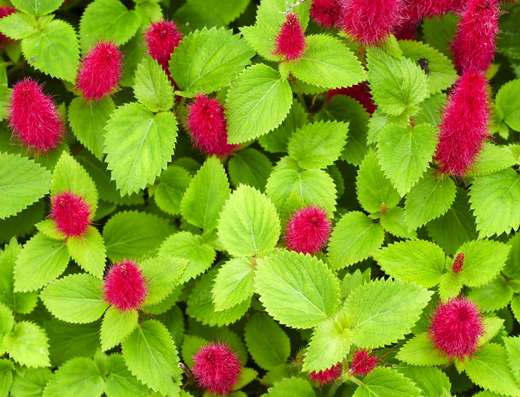 flower1020661