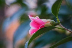 flower7104