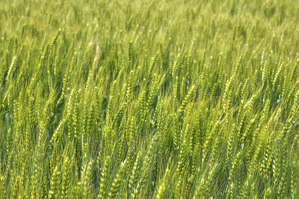 grass02680