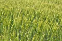 grass02680