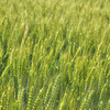 grass02680
