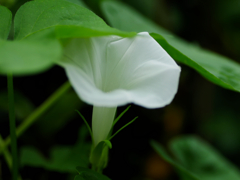 flower1030803