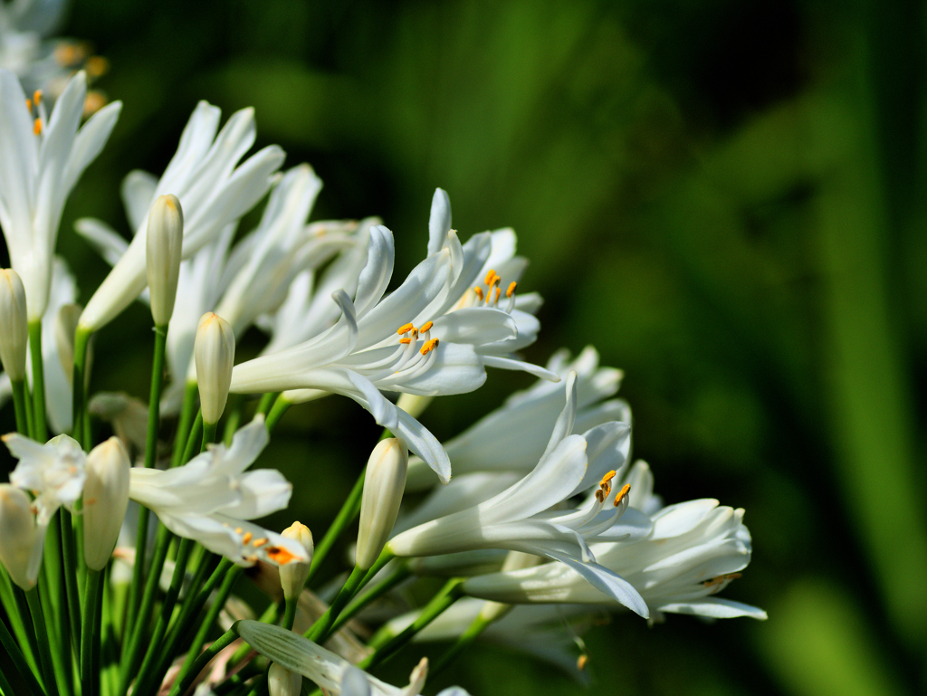 flower1030299
