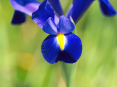 flower1010753