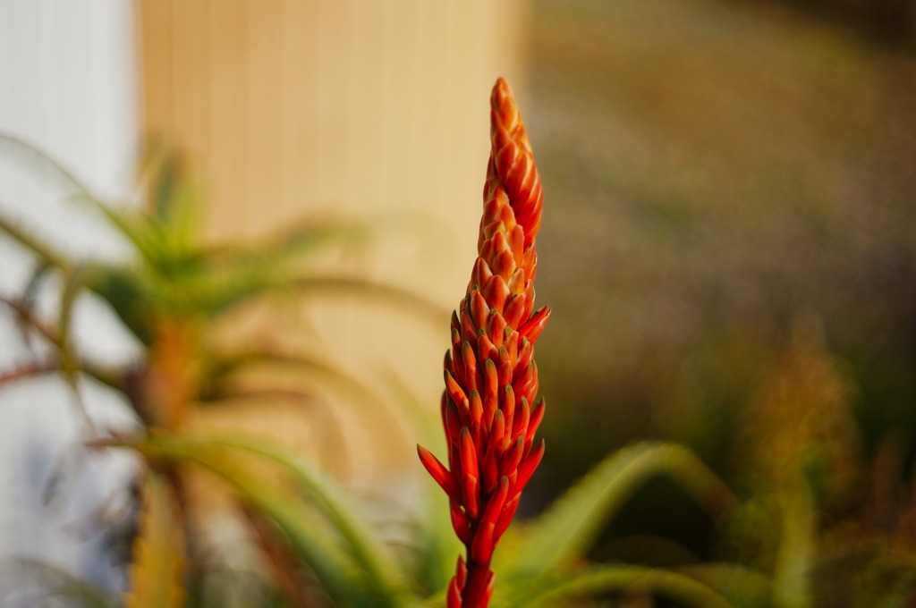 flower6862