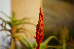 flower6862