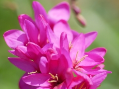 flower1010812