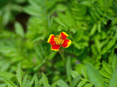 flower1020438