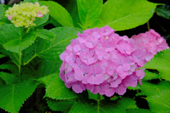 flower200152