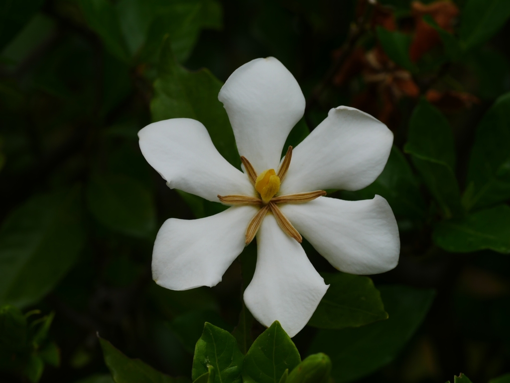 flower1020431