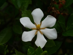 flower1020431