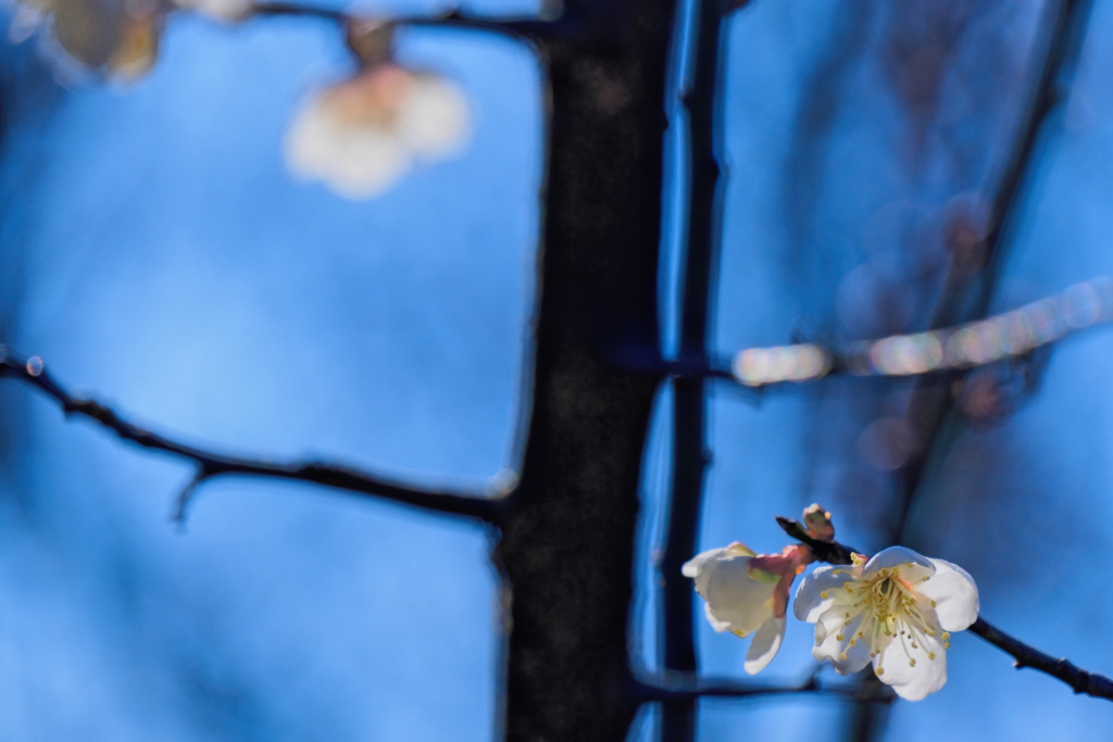 flower7626