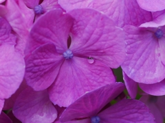 flower1020429