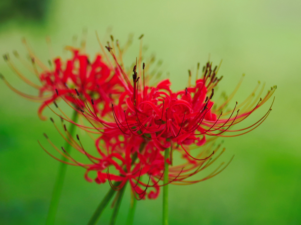 flower1040287