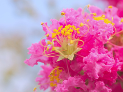 flower1030244