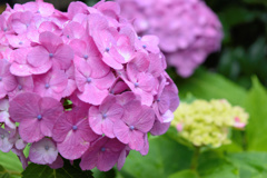 flower200004
