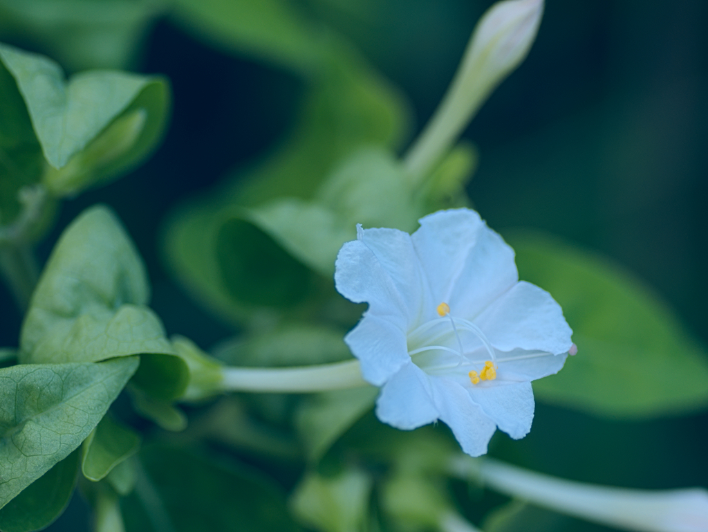 flower1030380