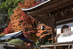 leaves0314