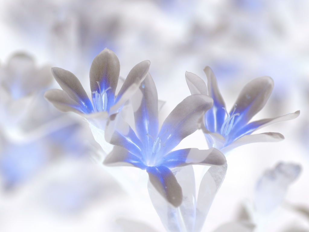 flower1010355
