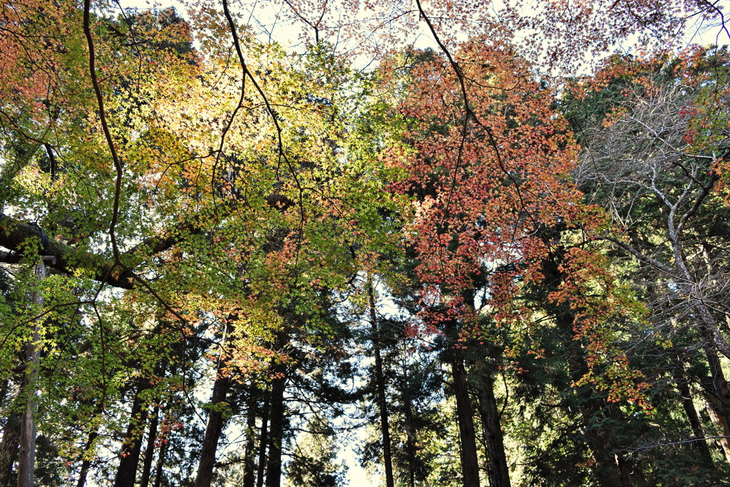 leaves0287
