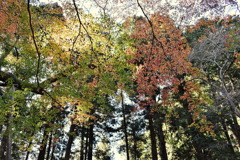leaves0287