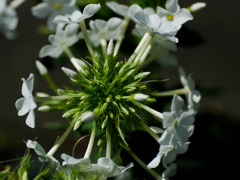 flower1030894