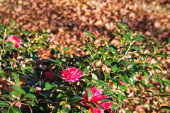 flower7093