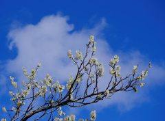 flower7837