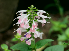 flower1030584