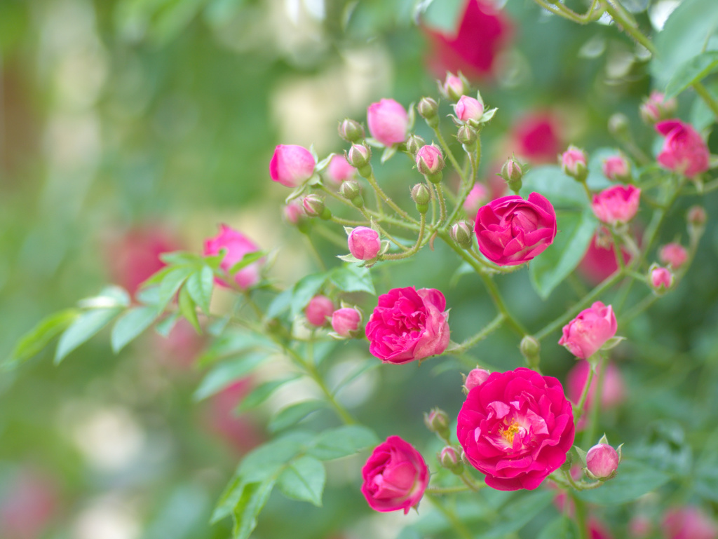 flower1020131