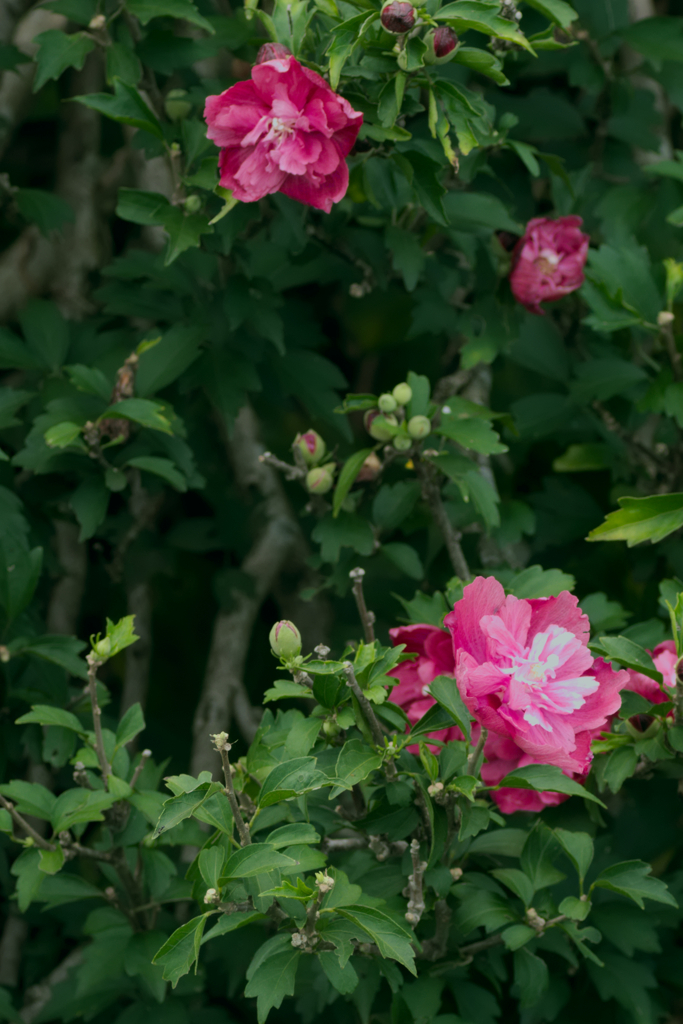 flower1030645