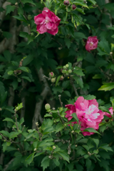 flower1030645