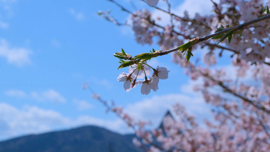 flower8901
