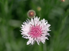 flower1010777