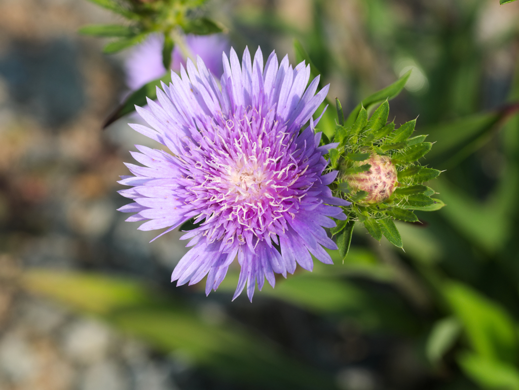 flower1030217