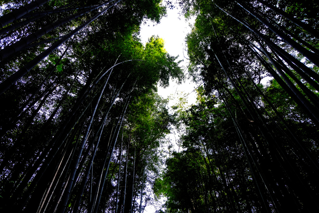 bamboo8053