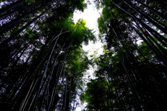 bamboo8053